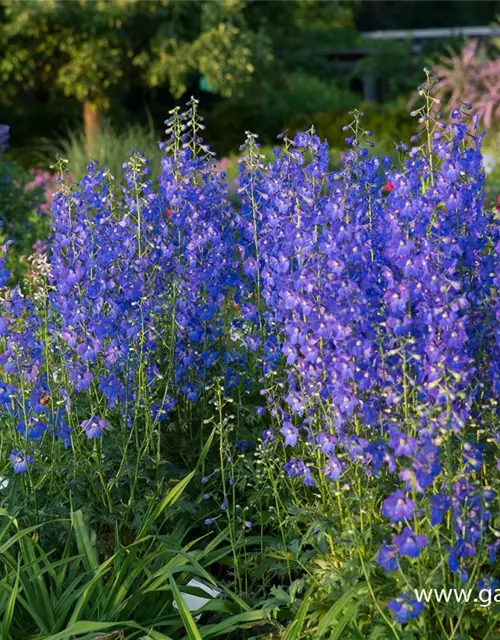 Verzweigter Garten-Rittersporn 'Piccolo'