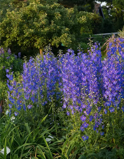 Verzweigter Garten-Rittersporn 'Piccolo'