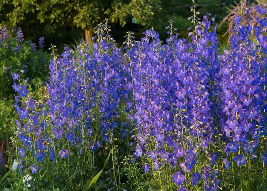 Verzweigter Garten-Rittersporn 'Piccolo'