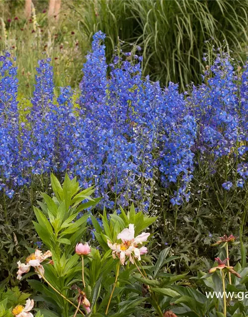 Verzweigter Garten-Rittersporn 'Piccolo'