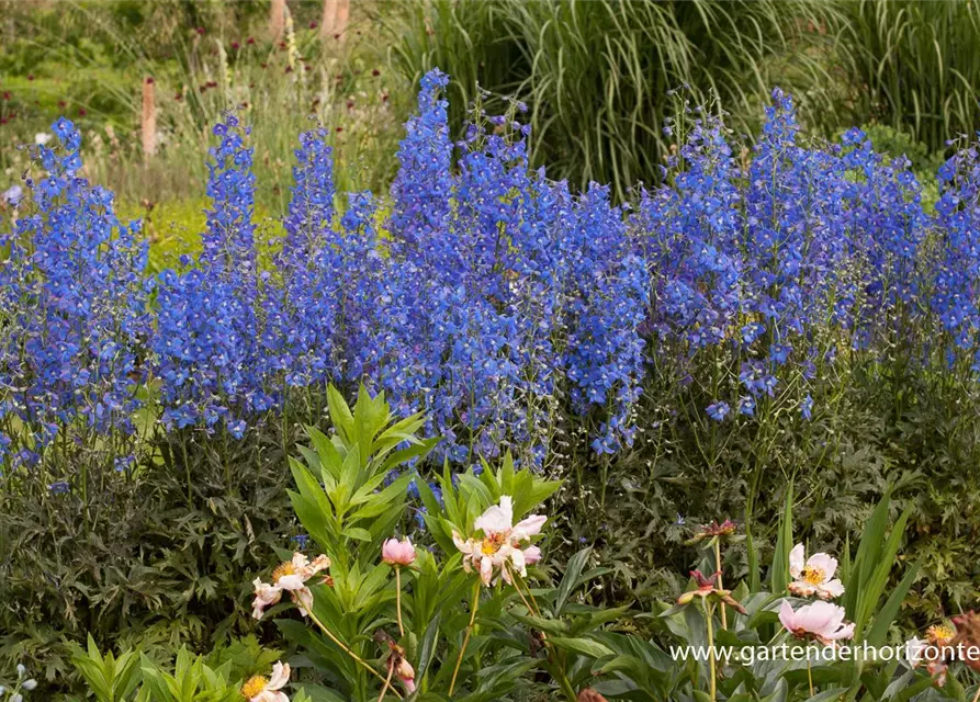 Verzweigter Garten-Rittersporn 'Piccolo'