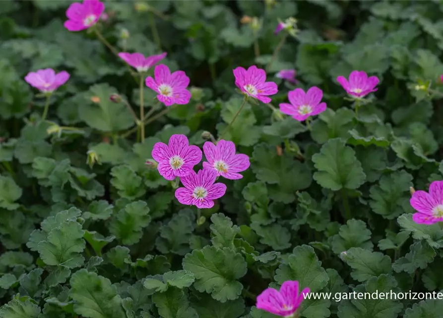 Zwergiger Garten-Reiherschnabel 'Bishop´s Form'