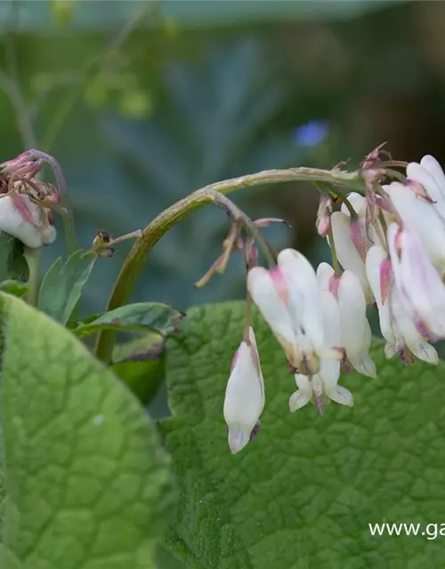 Zwergige Garten-Herzblume 'Aurora'