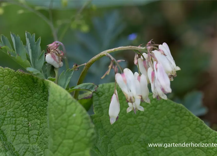 Zwergige Garten-Herzblume 'Aurora'