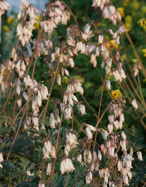 Zwergige Garten-Herzblume 'Aurora'