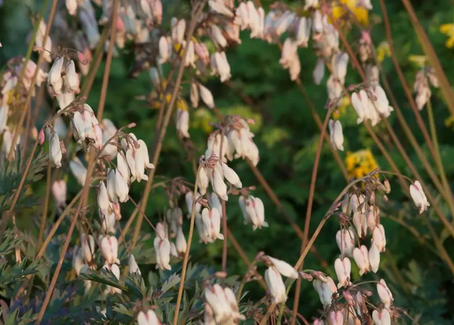 Zwergige Garten-Herzblume 'Aurora'