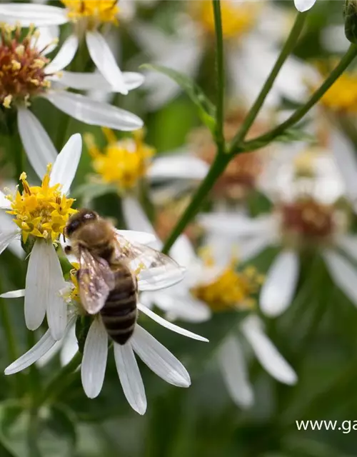 Sperrige Aster