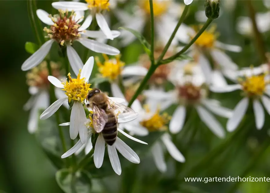 Sperrige Aster