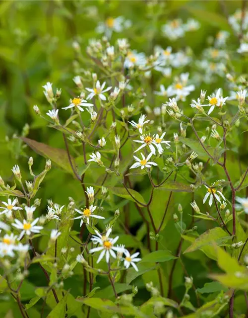 Sperrige Aster