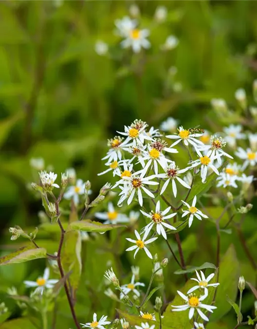 Sperrige Aster