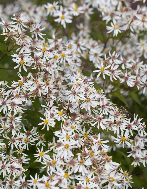 Sperrige Aster