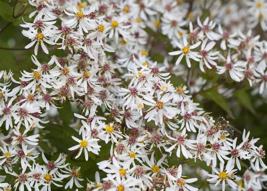 Sperrige Aster