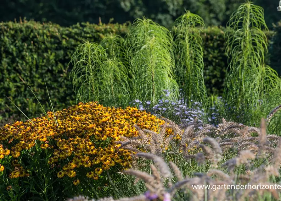 Weidenblättrige Sonnenblume