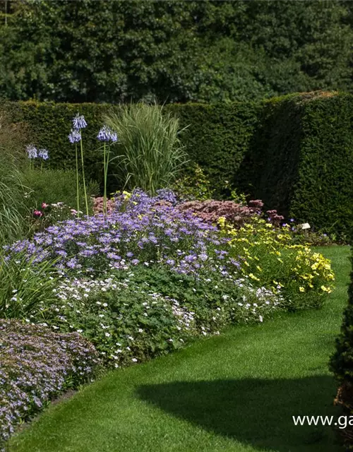 Sommer-Aster 'Mönch'