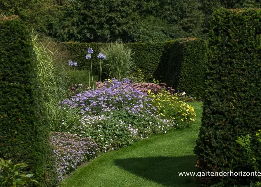 Sommer-Aster 'Mönch'