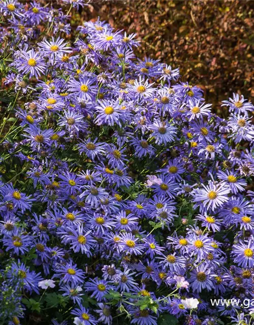 Sommer-Aster 'Mönch'