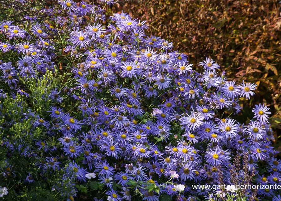 Sommer-Aster 'Mönch'