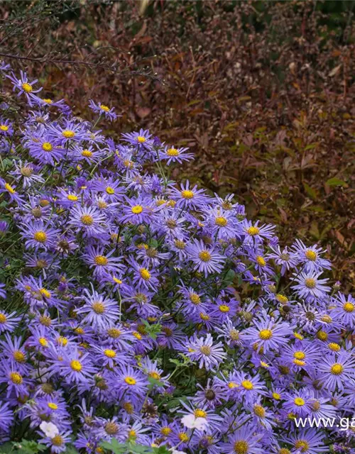 Sommer-Aster 'Mönch'