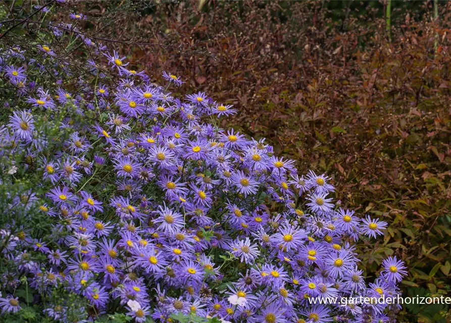 Sommer-Aster 'Mönch'