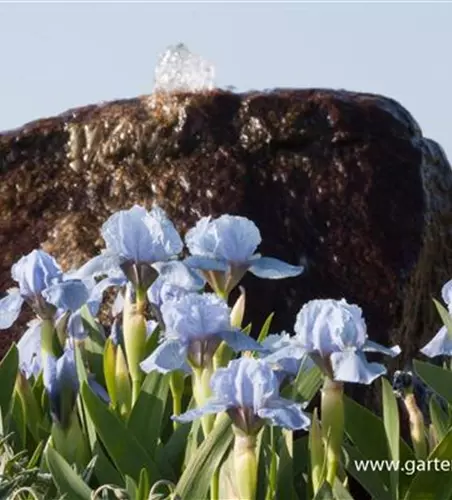 Zwergige Garten-Schwertlilie 'Blue Denim'