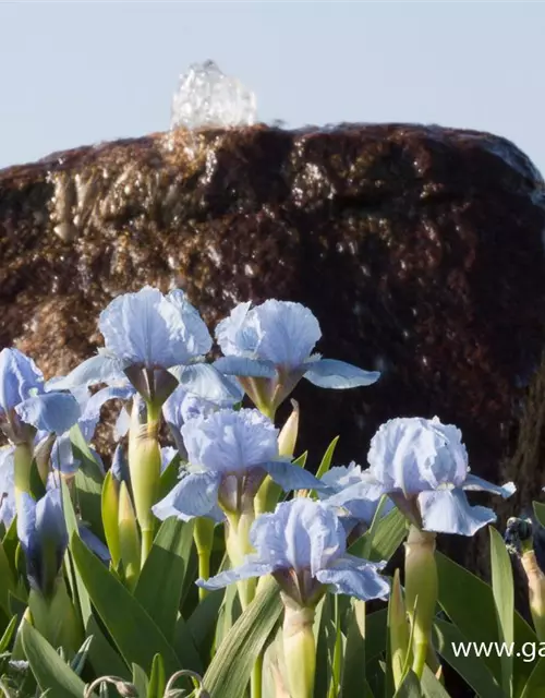 Zwergige Garten-Schwertlilie 'Blue Denim'