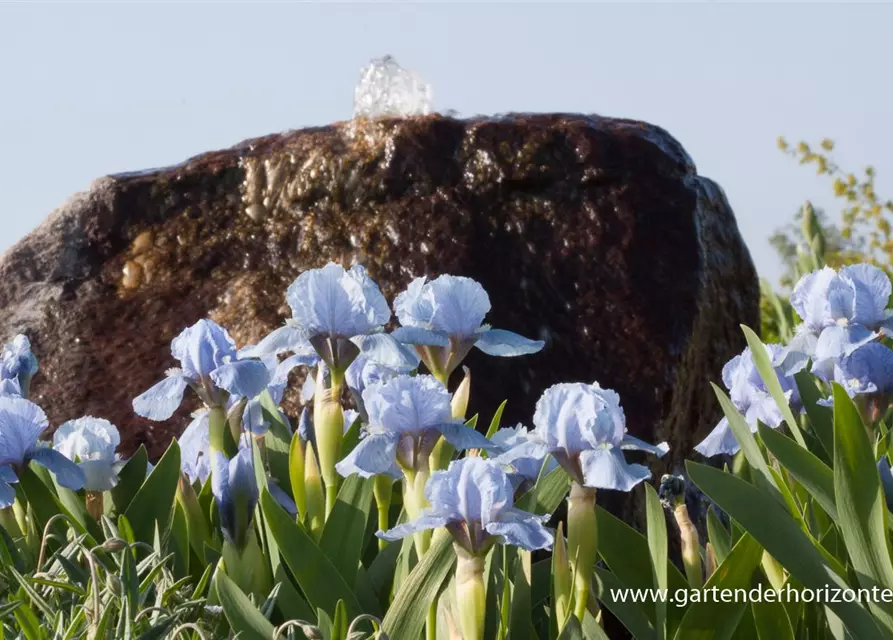 Zwergige Garten-Schwertlilie 'Blue Denim'