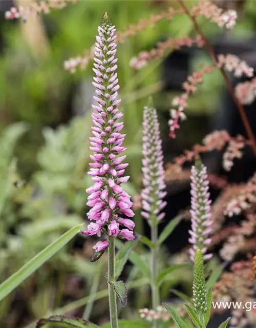 Veronica longifolia 'Pink Eveline' -R-