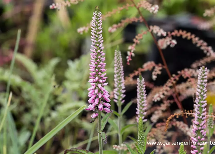 Veronica longifolia 'Pink Eveline' -R-