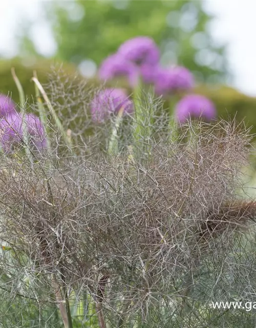 Dunkelblättriger Garten-Fenchel 'Atropurpureum'