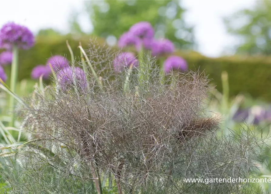 Dunkelblättriger Garten-Fenchel 'Atropurpureum'