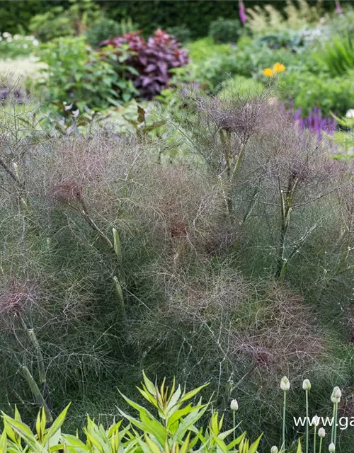 Dunkelblättriger Garten-Fenchel 'Atropurpureum'