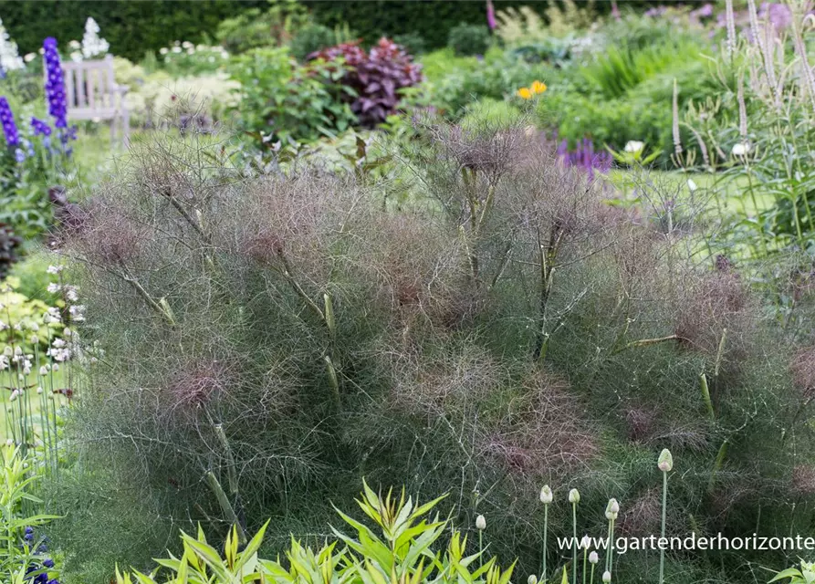 Dunkelblättriger Garten-Fenchel 'Atropurpureum'