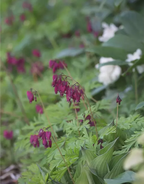 Zwergige Garten-Herzblume 'Bacchanal'