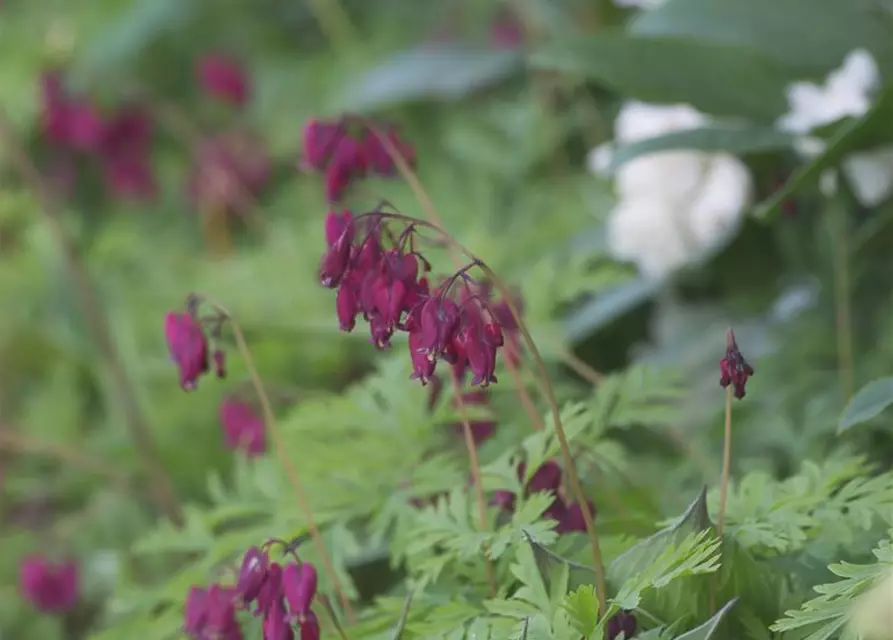 Zwergige Garten-Herzblume 'Bacchanal'