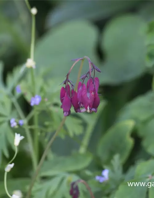 Zwergige Garten-Herzblume 'Bacchanal'