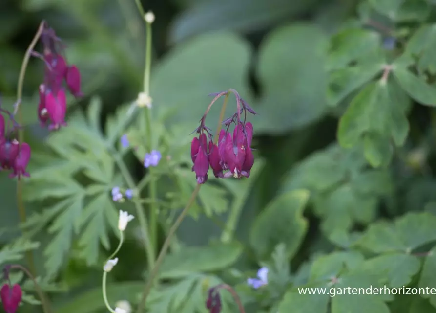 Zwergige Garten-Herzblume 'Bacchanal'