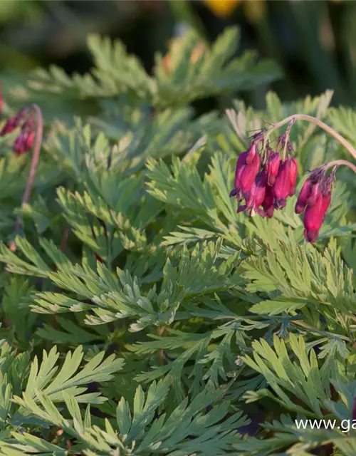 Zwergige Garten-Herzblume 'Bacchanal'