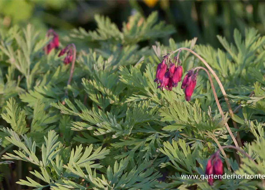 Zwergige Garten-Herzblume 'Bacchanal'