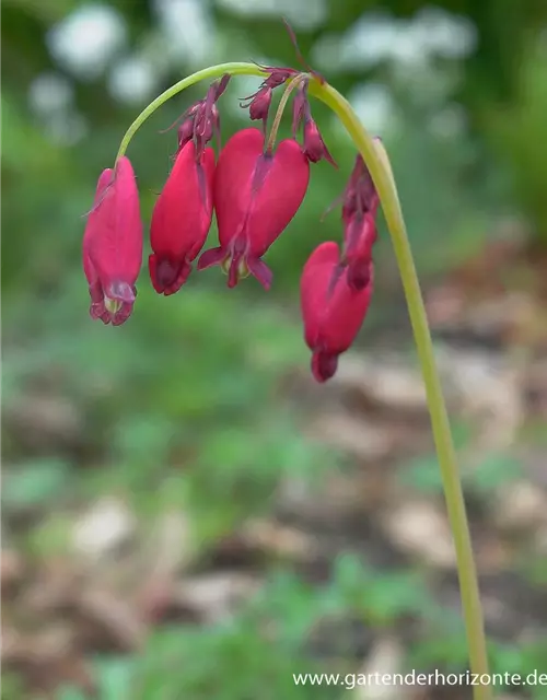 Zwergige Garten-Herzblume 'Bacchanal'