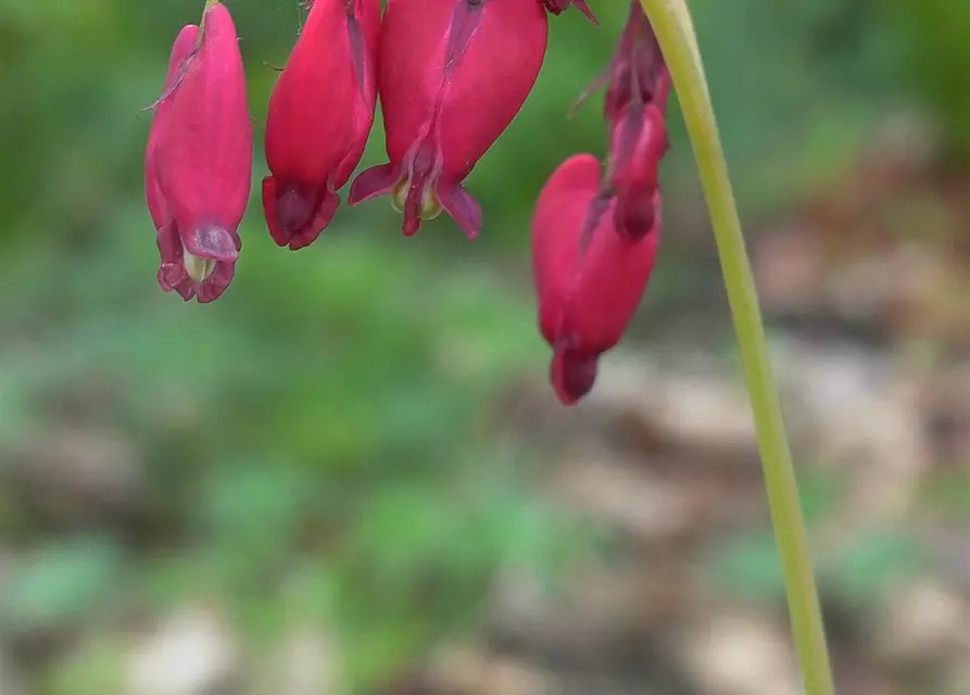 Zwergige Garten-Herzblume 'Bacchanal'