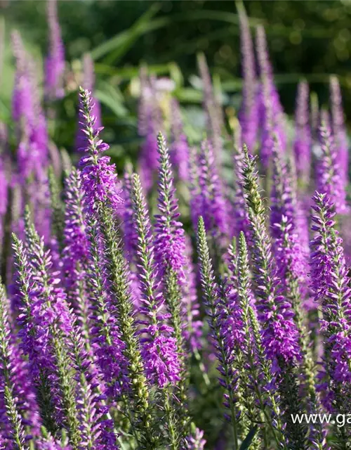 Veronica spicata 'Purpleiciosus'