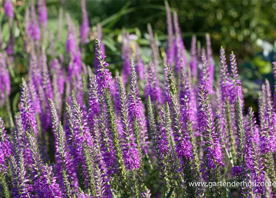 Veronica spicata 'Purpleiciosus'