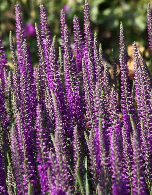 Veronica spicata 'Purpleiciosus'