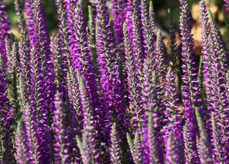 Veronica spicata 'Purpleiciosus'