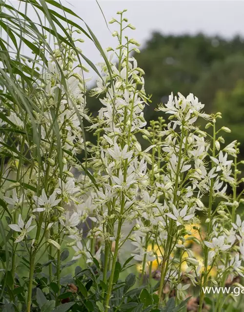 Weißblühender Diptam 'Albiflorus'