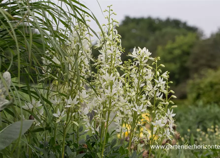 Weißblühender Diptam 'Albiflorus'