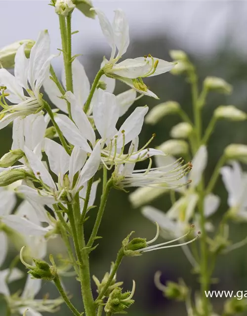 Weißblühender Diptam 'Albiflorus'