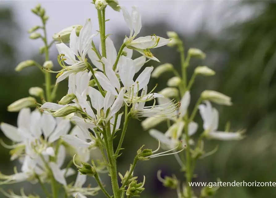 Weißblühender Diptam 'Albiflorus'