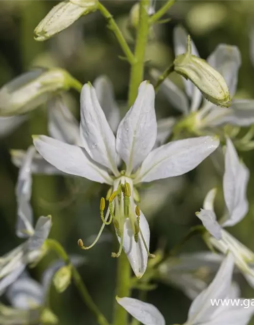 Weißblühender Diptam 'Albiflorus'