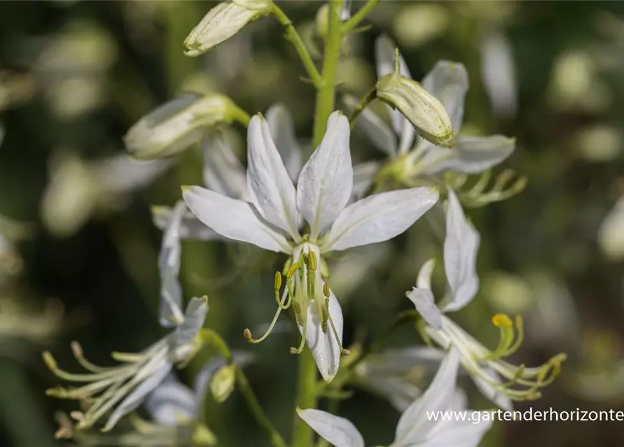 Weißblühender Diptam 'Albiflorus'